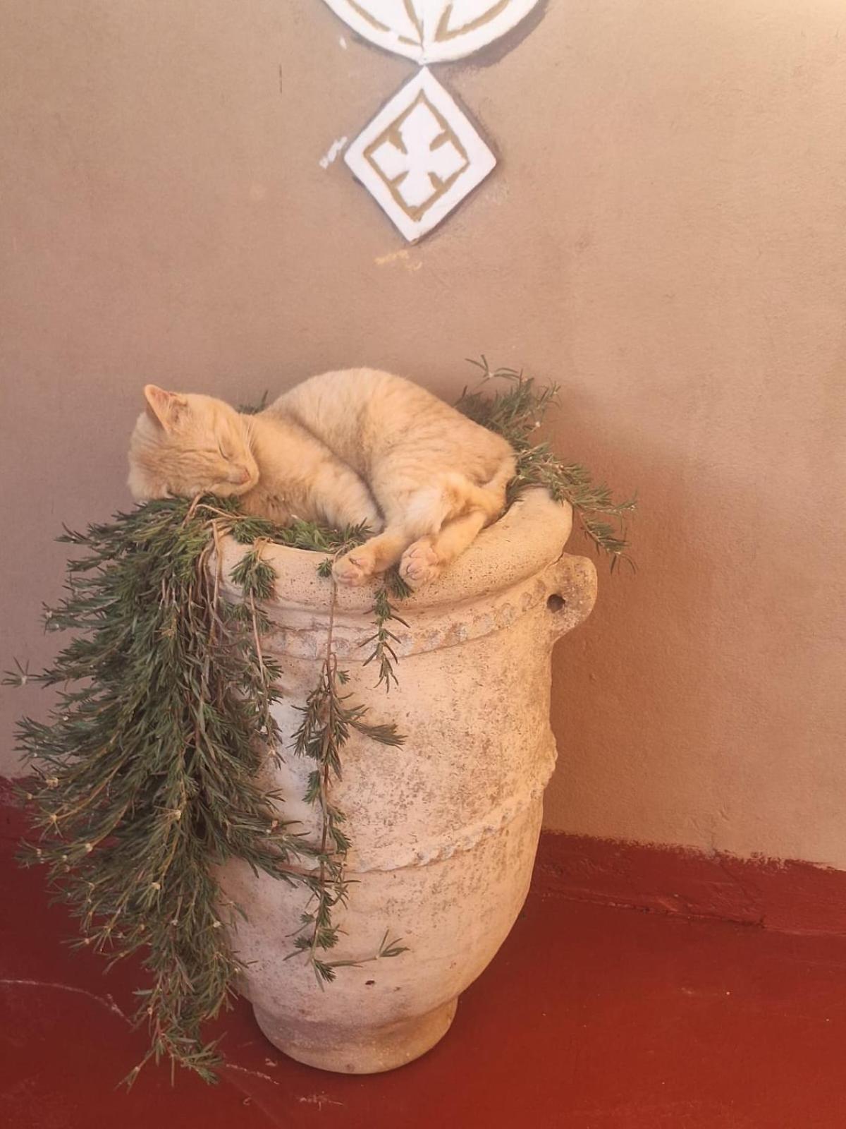 Bed and Breakfast Dar Nomads M’hamid El Ghizlane Exterior foto